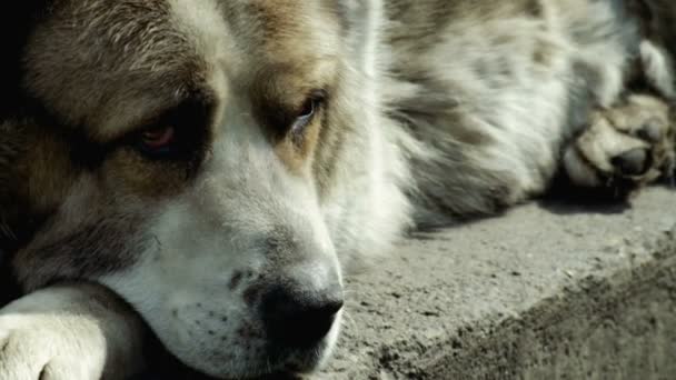 Великий і іноді сердитий собака — стокове відео