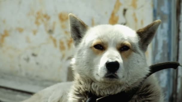 Groot en soms boos hond — Stockvideo