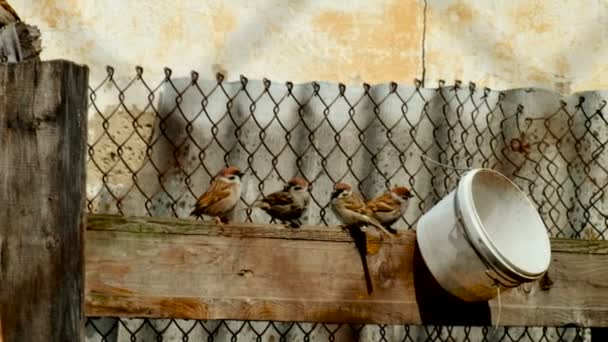 De vogel op het hek — Stockvideo