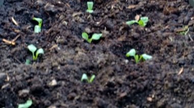 Bitkilerle ekili yatak