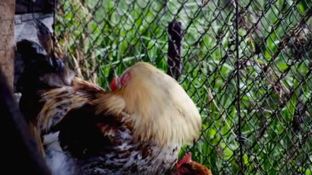 Granero de gallo de pollo — Vídeo de stock