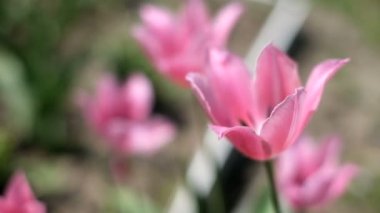 güzel pembe çiçekler