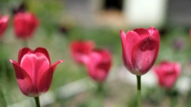 Kırmızı çiçekler güzel