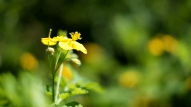 Güzel sarı çiçekler