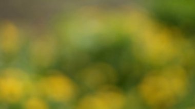 Hareketli arka plan bulanıklık