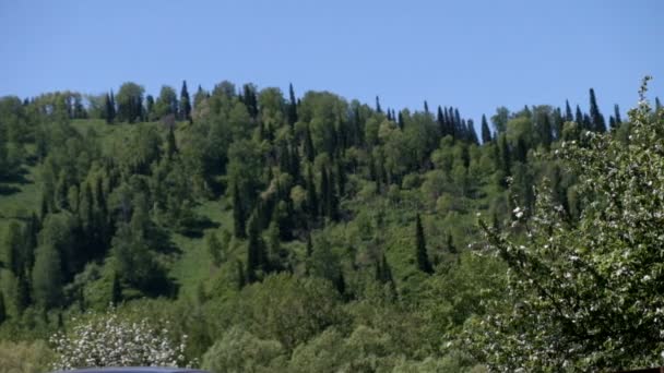 Красивый зеленый лес — стоковое видео