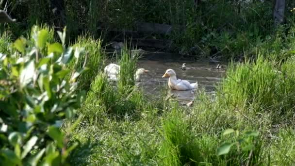 Patos nadando en un estanque — Vídeos de Stock