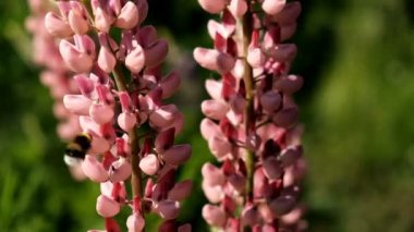 Çiçekler güzel arıya