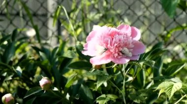 Yaz aylarında çiçek kelebekler