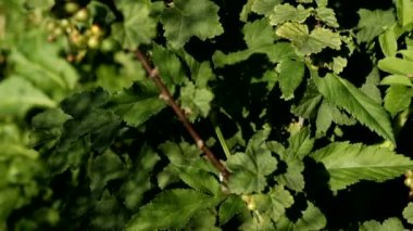 Yeşil berry çalılar