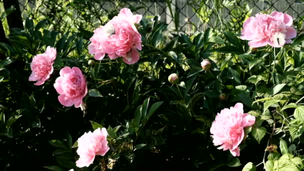 Schmetterlinge auf Blumen im Sommer — Stockvideo