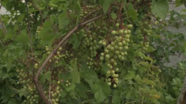 büyüyen yeşil üzüm