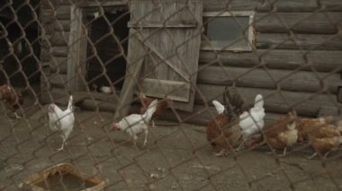 tavuk Köyü sürüsü