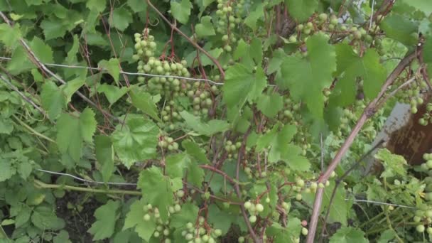 Uvas verdes em crescimento — Vídeo de Stock