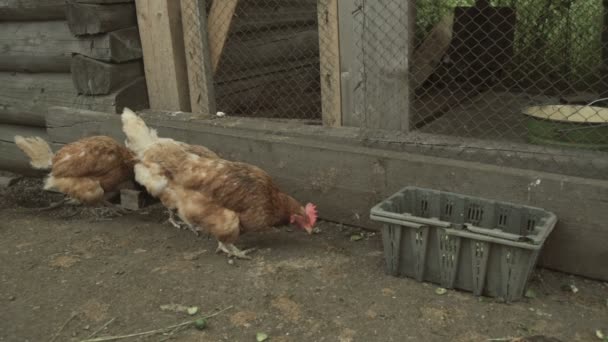 Bandada de pollos de aldea — Vídeo de stock