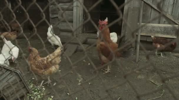 Bandada de pollos pueblo Timelapse — Vídeo de stock