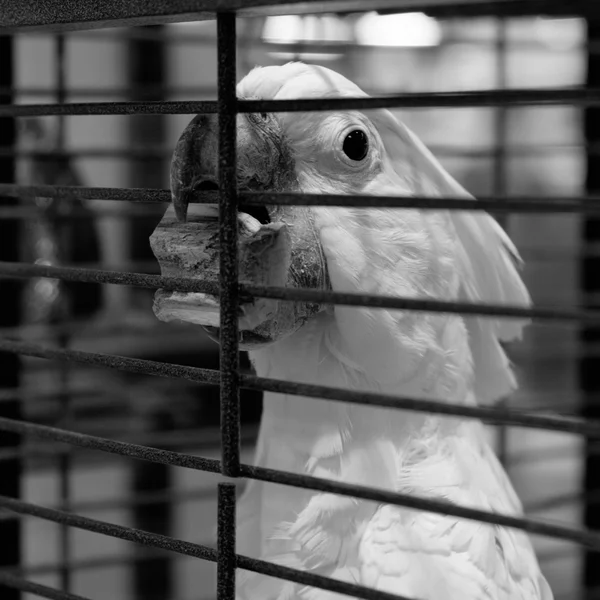 parrot in the cage