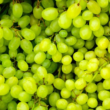 Yeşil Üzümler
