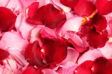 arka plan gül yaprakları