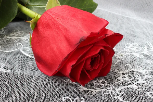 Flower of red rose — Stock Photo, Image