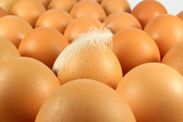 Flera kyckling ägg och fjädrar — Stockfoto