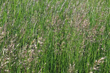 Yabani otlar arka plan 