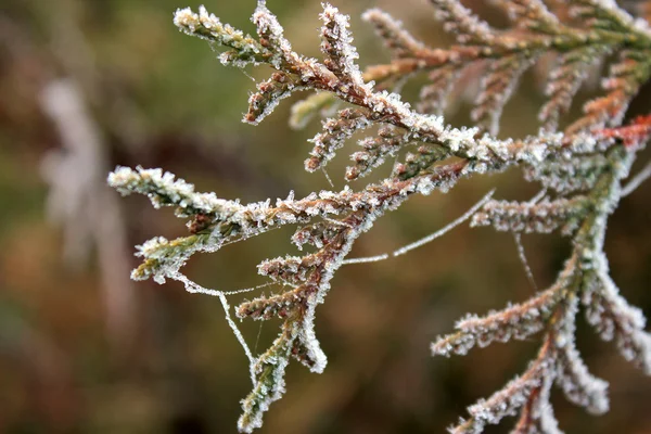 Frozen branches of juniper Stock Picture