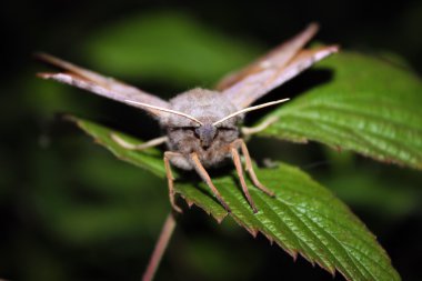 Geceleri kızgın kelebek 