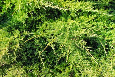 Yeşil kozalaklı iğne arka plan