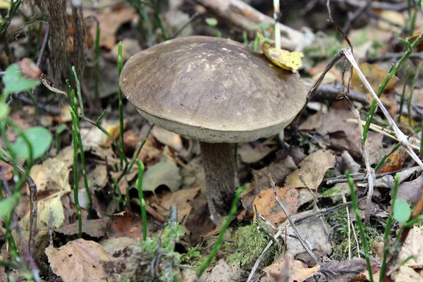 Boleto nella foresta — Foto Stock