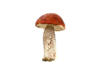 Boletus dikey olarak duran