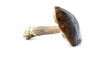 Boletus kahverengi şapka ile