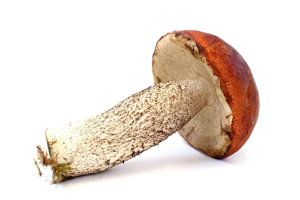 Boletus yalan kendi tarafında