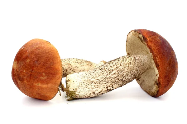 Two boletus lie in a cross — Stock Photo, Image