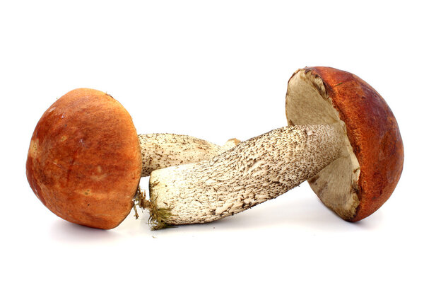 Two boletus lie in a cross