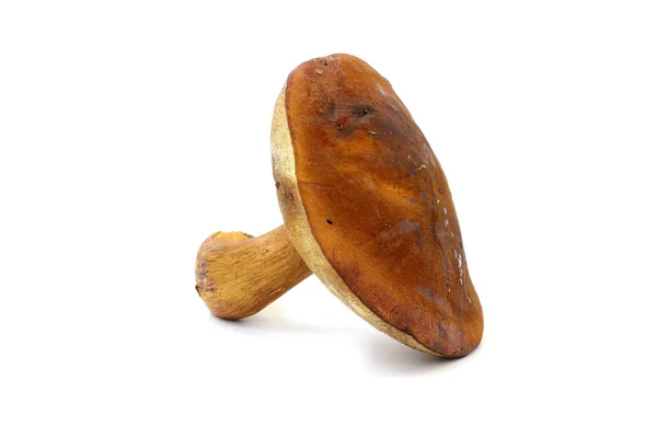 Boletus Mushrooms is isothermally — Stock Photo, Image