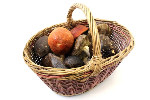 Basket of mushrooms — Stock Photo, Image