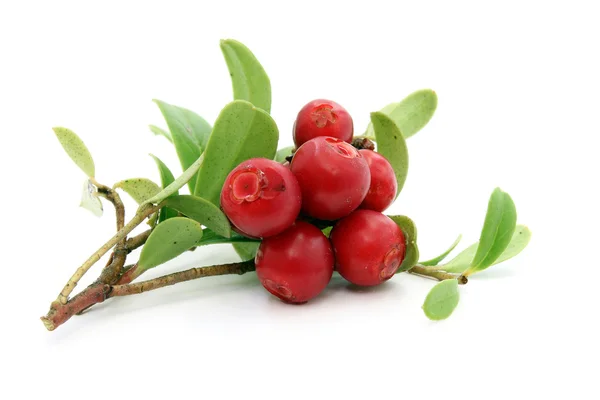 Twig of ripe cowberry — 图库照片