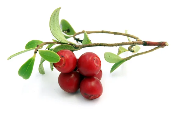 Sprig of ripe cowberry — Stock fotografie