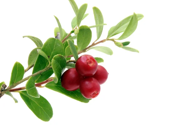 Υποκατάστημα της ώριμα cowberry — Φωτογραφία Αρχείου