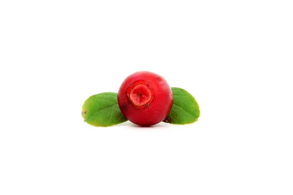 Cowberry with two leaves — 스톡 사진