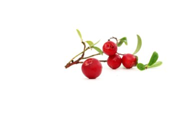 Berry cranberry close up  clipart
