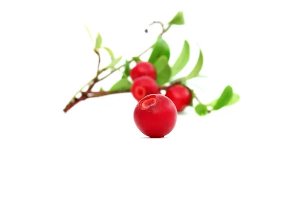 A cowberry — Stock Photo, Image