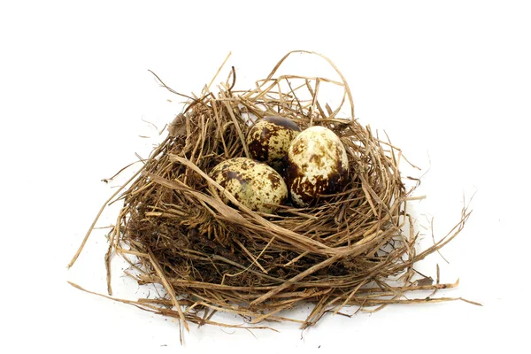 Три перепелиных яйца — стоковое фото