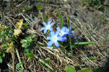 Mavi çiçekler Scylla 