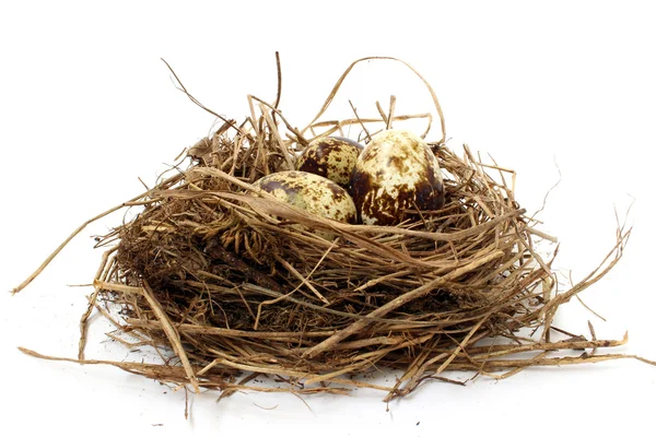 Kwartel nest met eieren — Stockfoto