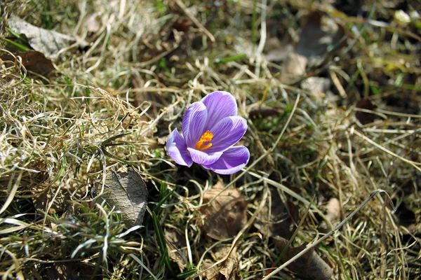 Crocus roxo flor — Fotografia de Stock