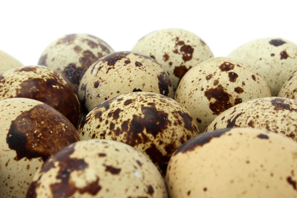 Muchos huevos de codorniz — Foto de Stock
