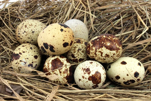 Brown speckled eggs — Stock Photo, Image