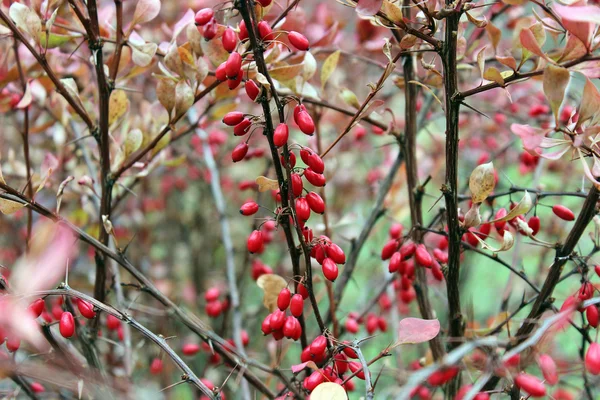 Berberitzenbeeren — Stockfoto